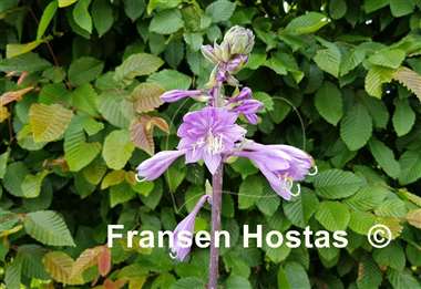 Hosta Grateful Red